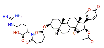 3-(N-Glutaryl argininyl)-cinobufagin